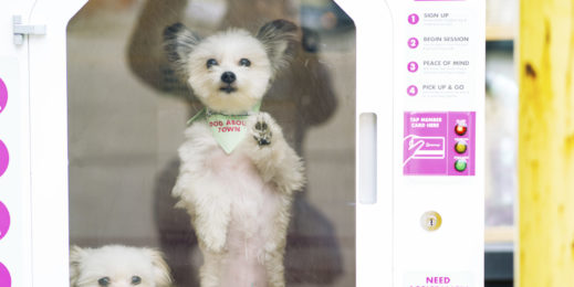 Cão olha pela porta da casinha de cachorro.