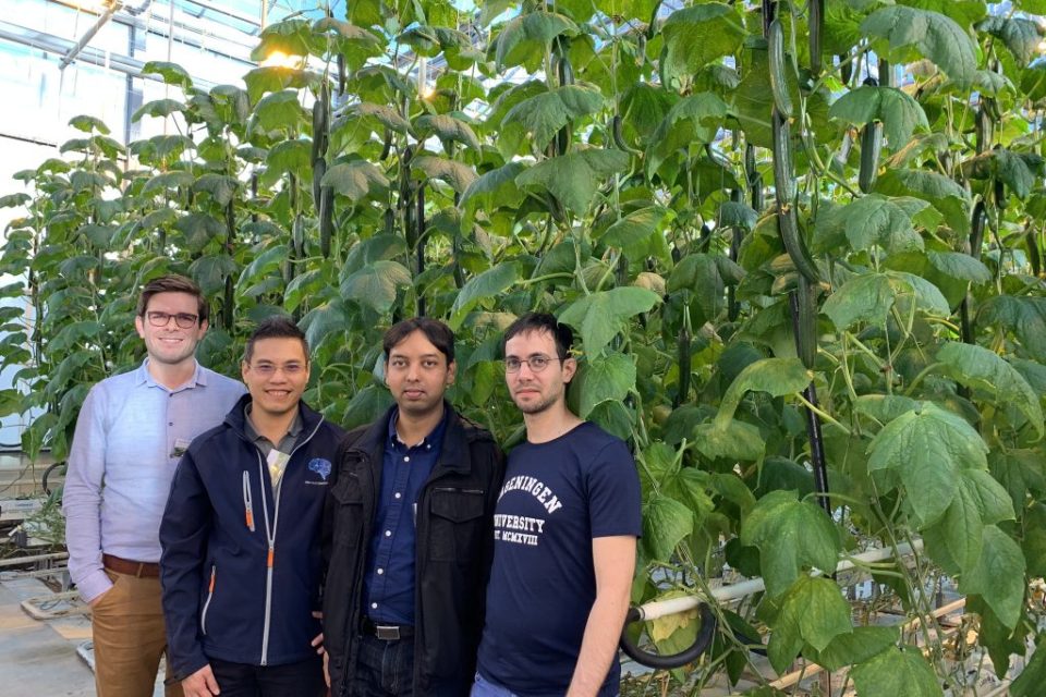 Integrantes da equipe Sonoma diante da plantação de pepinos.