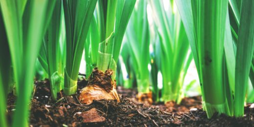 Plantas e suas raízes na terra.