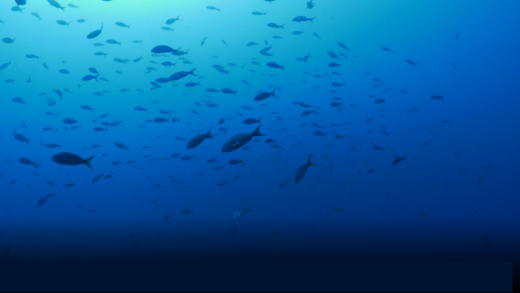 Peixes nadando no oceano.