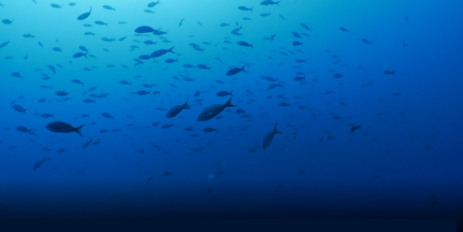 Peixes nadando no oceano.