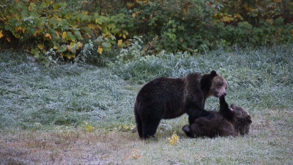 Dois rrsos brincam na relva.