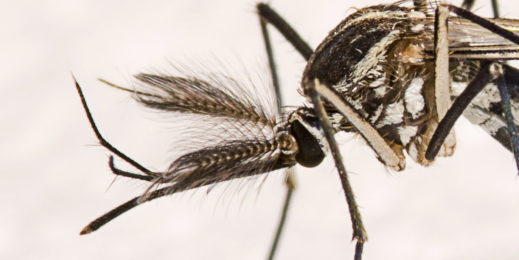 Mosquito. Crédito: Shutterstock