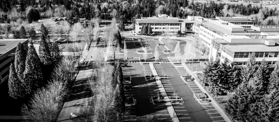 ruas arborizadas em preto e branco