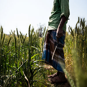 homem trabalhando em plantio