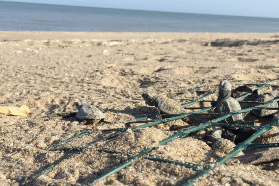 tartarugas indo em direção ao mar