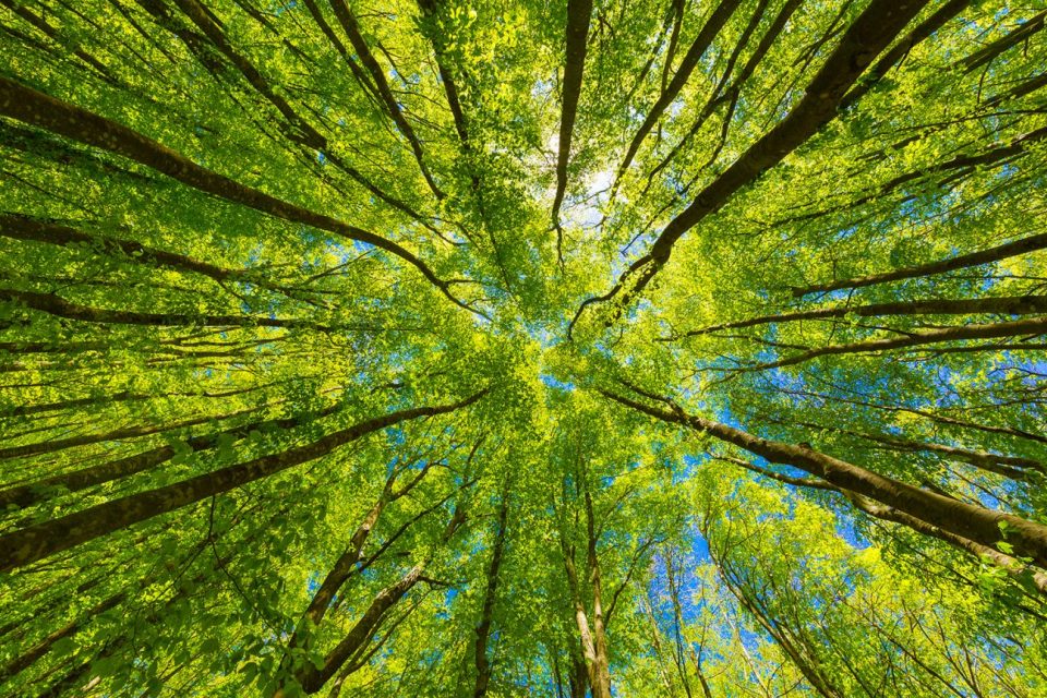 [arvores vistas de baixo