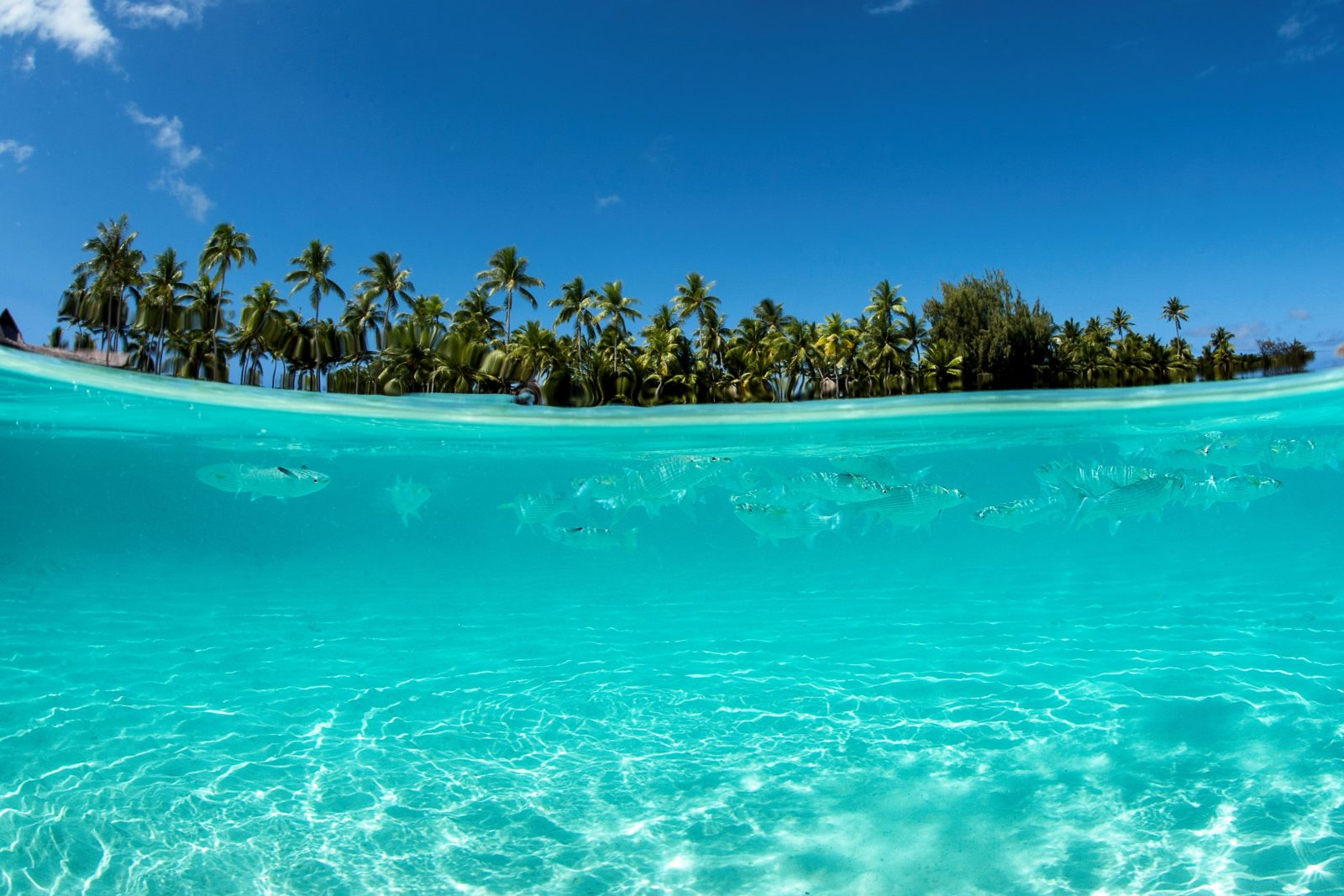 A tropical island and sea with fish.