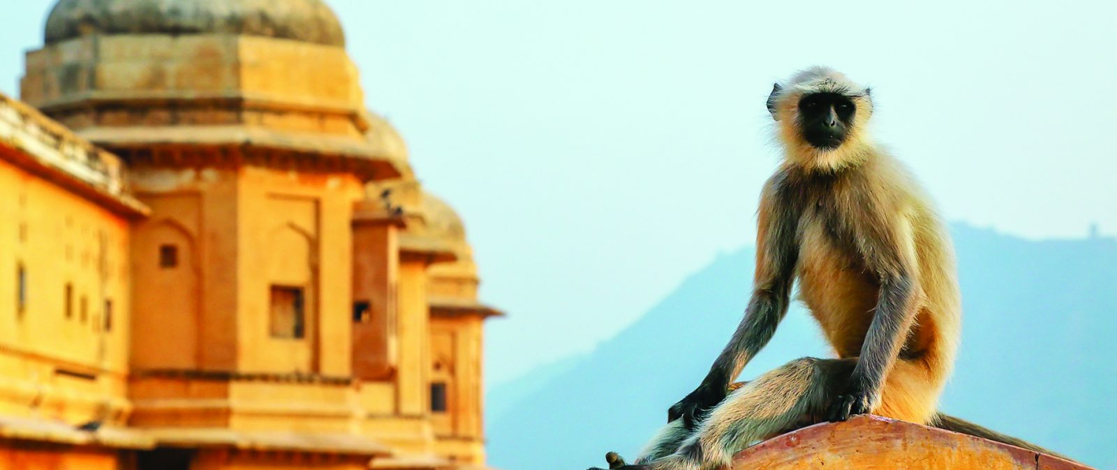 a monkey in the foreground sitting on the wall of a monument