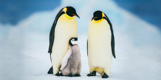 An Emperor penguin chick cuddles up to its parents during a perfect day in Antarctica.