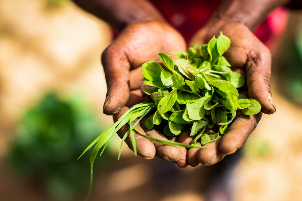 A photo of a pair of hands holding leaves