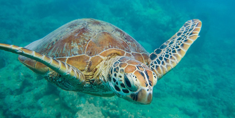 Great Barrier Reef_1_lumia