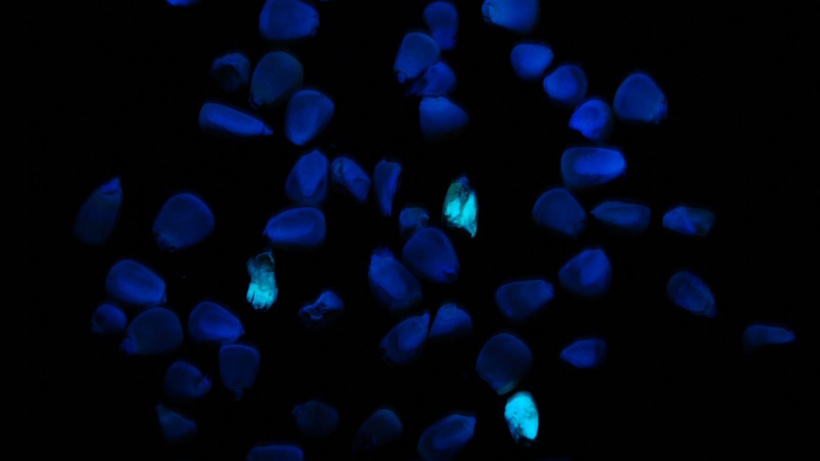 Новая машина Bühler использует облако Microsoft для поиска «иголки в стоге сена» — ядовитого зернышка в тоннах кукурузы