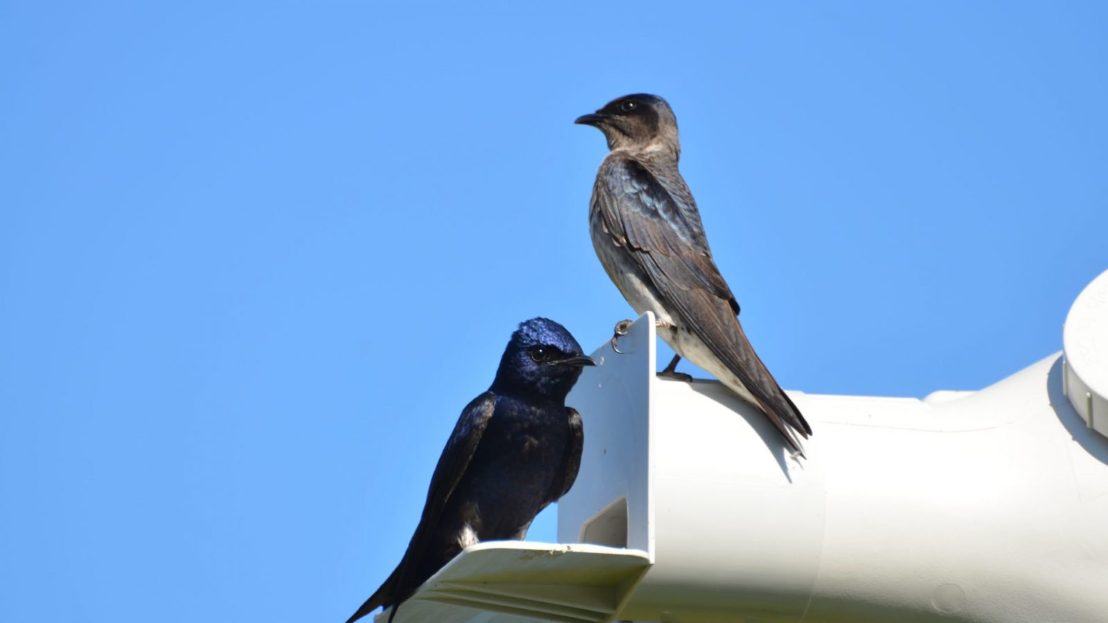 Пара пурпурных ласточек сидит на умном скворечнике