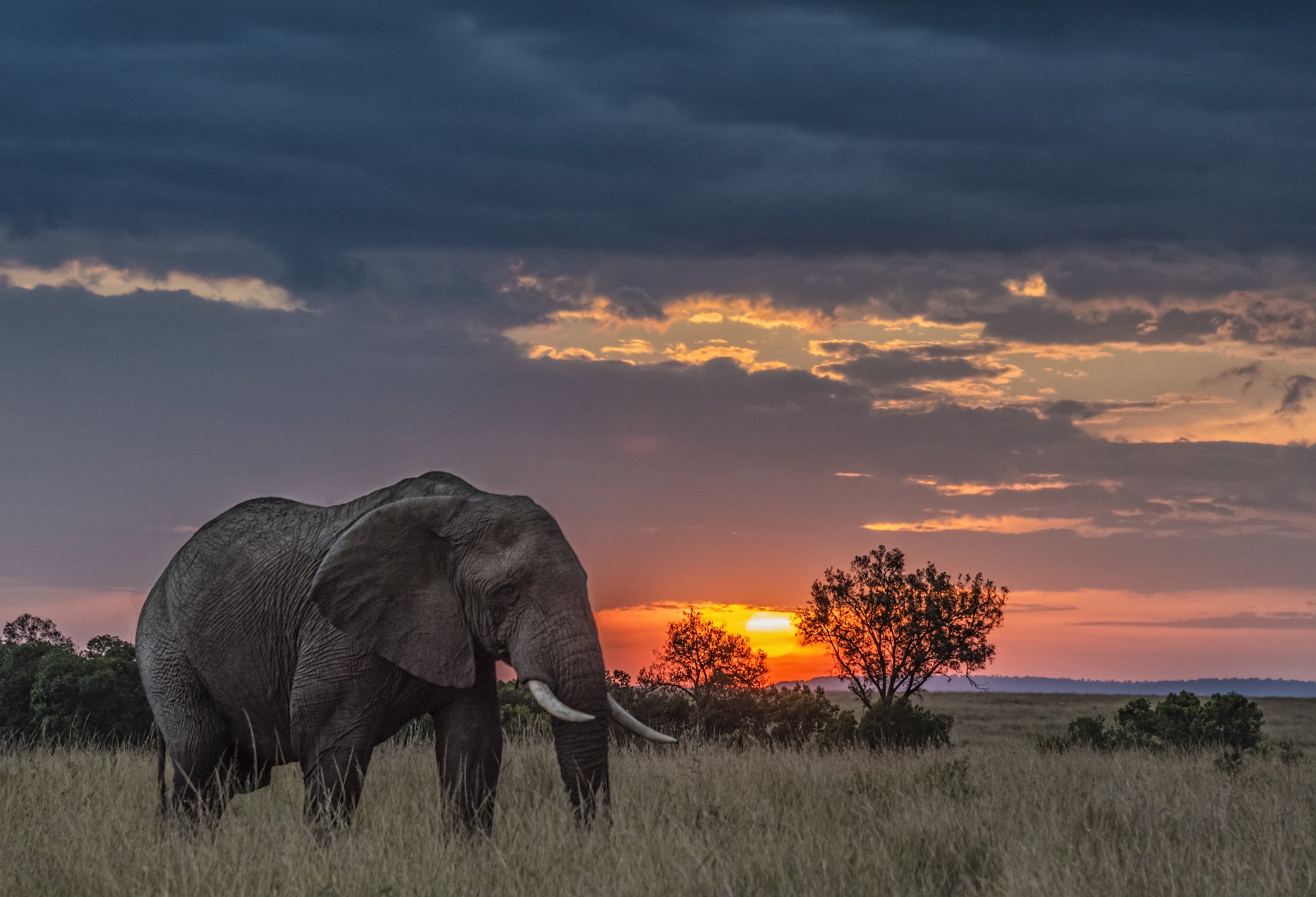 Африканский саванный слон в кенийском национальном парке Масаи Мара (Maasai Mara). Фото: Том Шталь (Tom Stahl) / WWF.