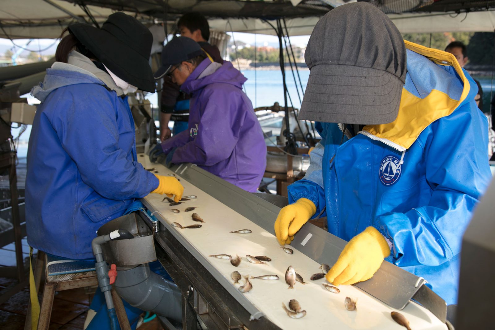 Рабочие сортируют мальков в Kindai University Aquaculture Hatching Center