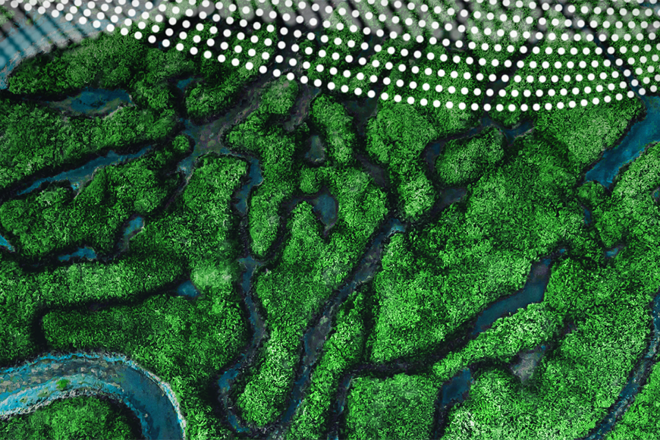 вид сверху на зеленый массив