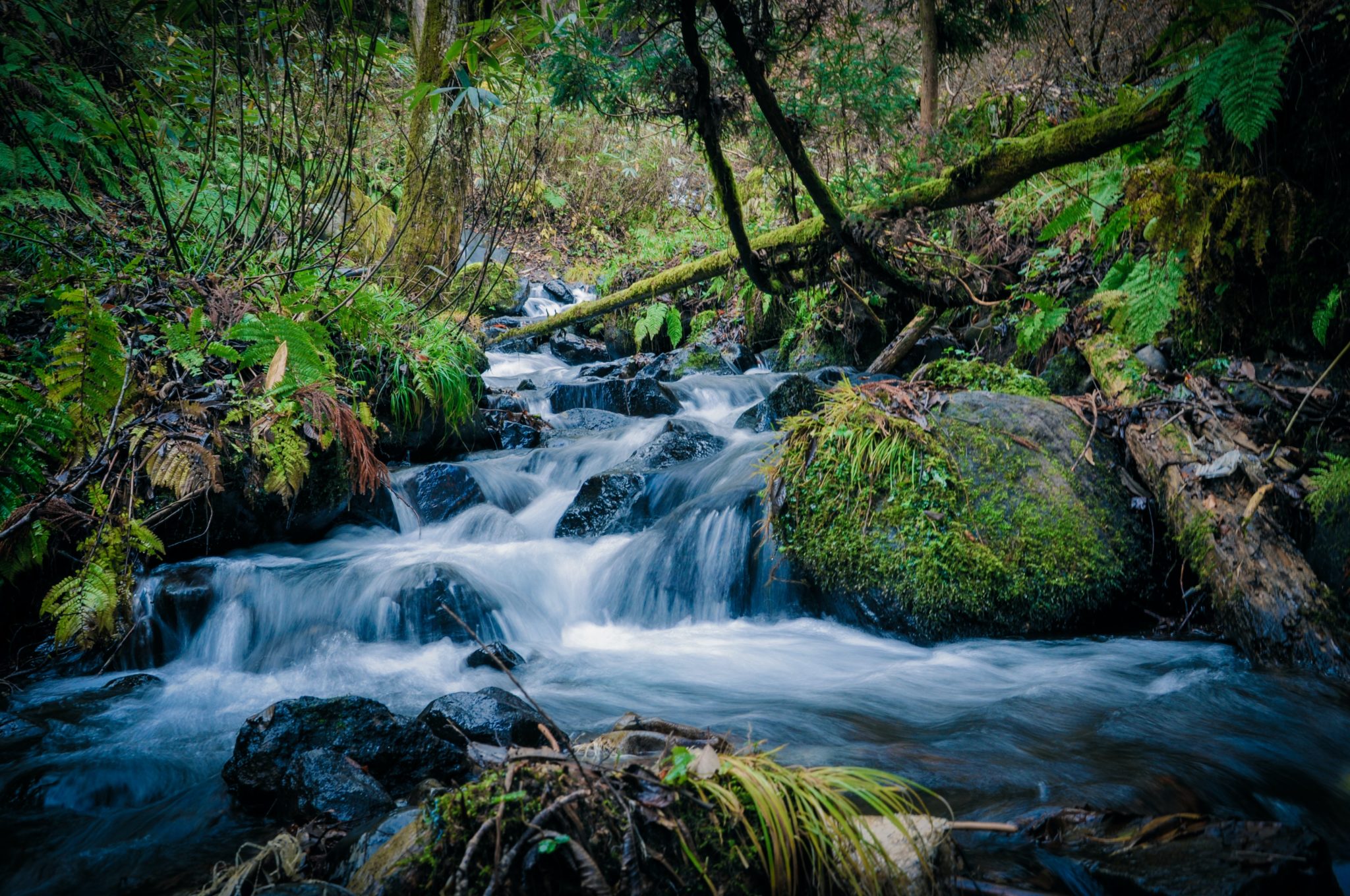 Flowing river in a forest