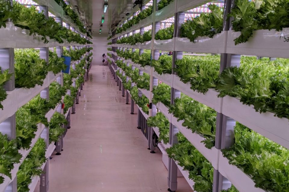 室内垂直農業、アジアとその先で：データを深掘りする