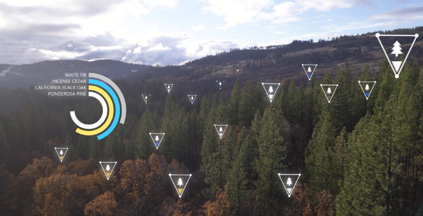 Image of trees with data and insights provided by Microsoft AI.
