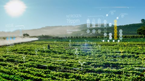 agricultural landscape