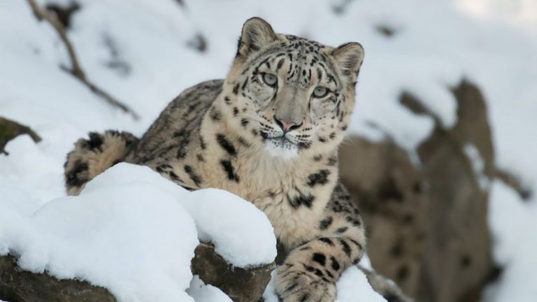 Leopardo de las nieves