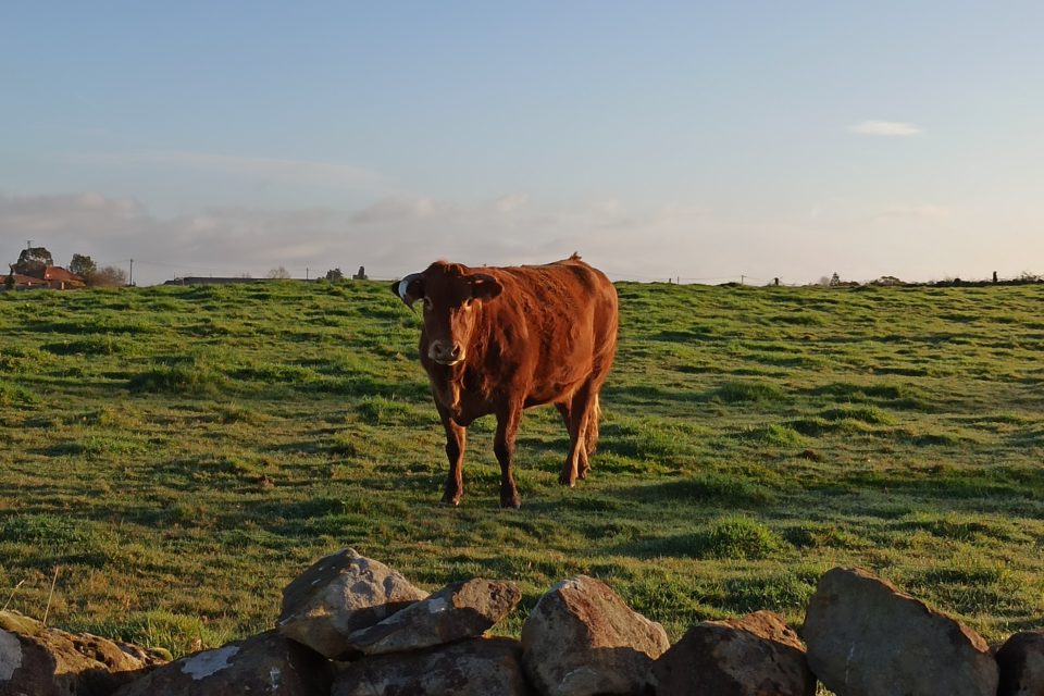 vaca limusina