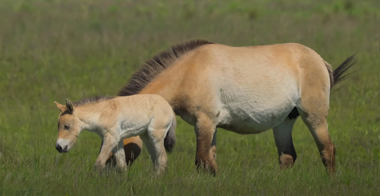 caballos salvajes