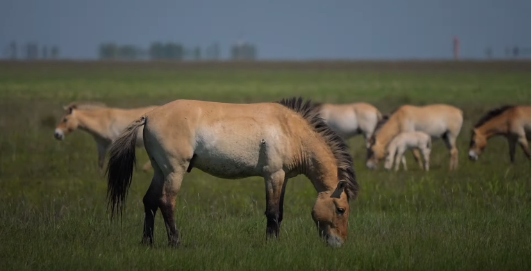 AI for endangered wild horses_4