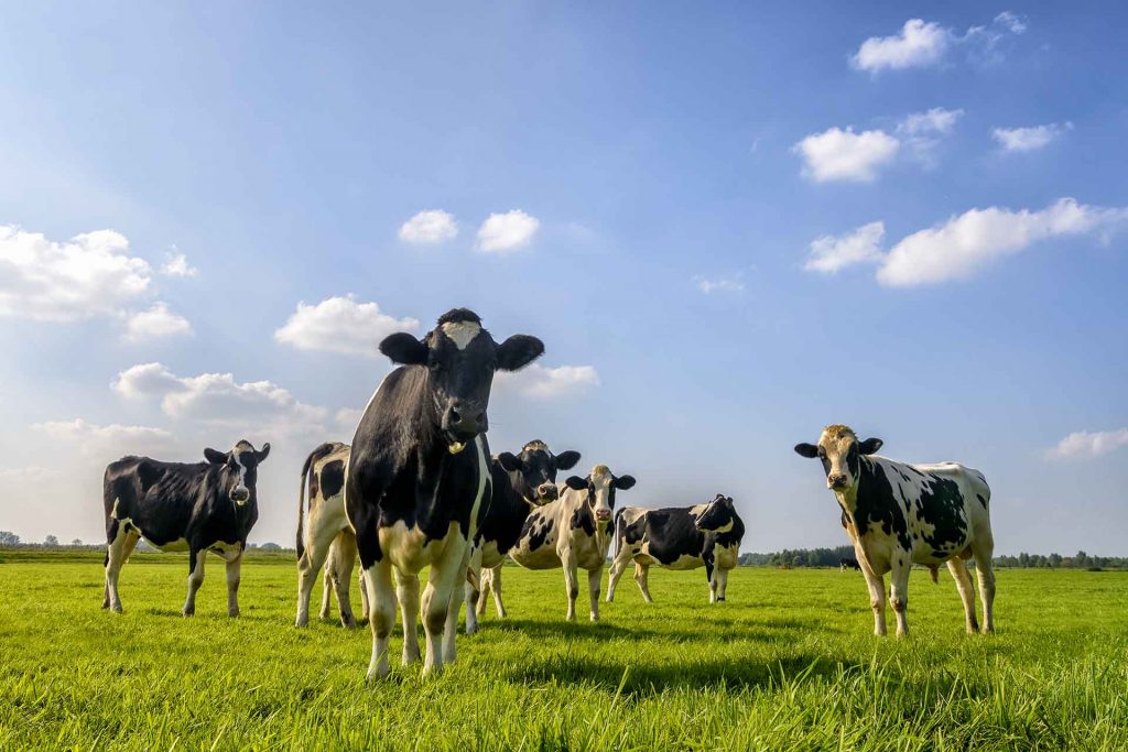 Dairy cows in a lush green field.