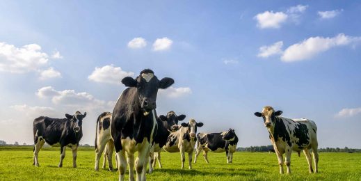Dairy cows in a lush green field.