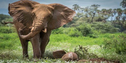 elephant in the wild