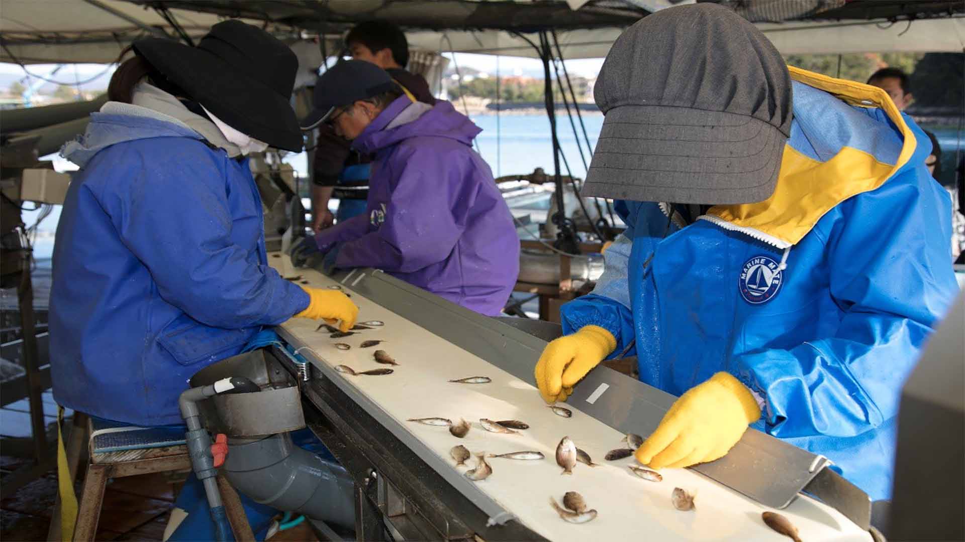 The conveyor rolls on as busy workers hand sort the fingerlings. Photo: Microsoft Japan