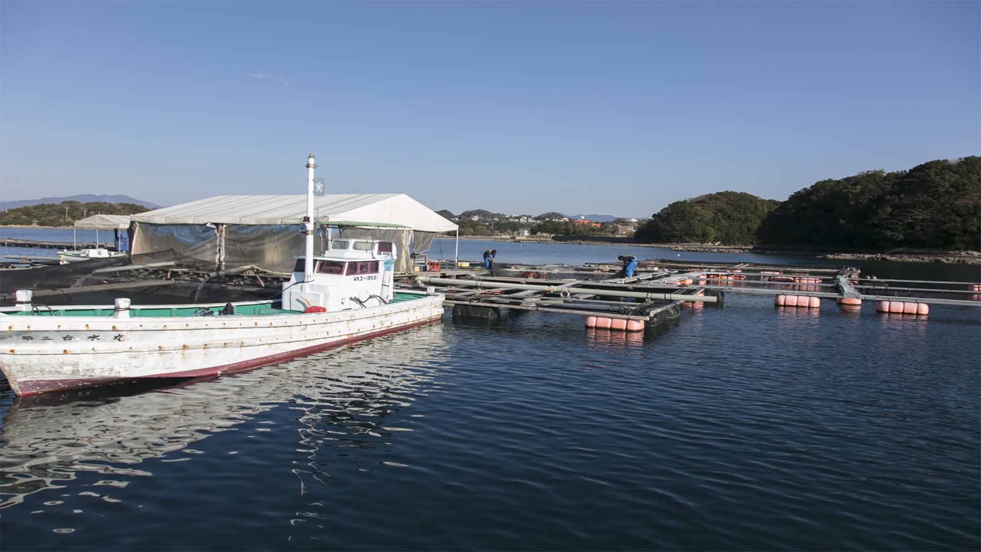 Kindai University’s fish hatcheries. Photo: Microsoft Japan