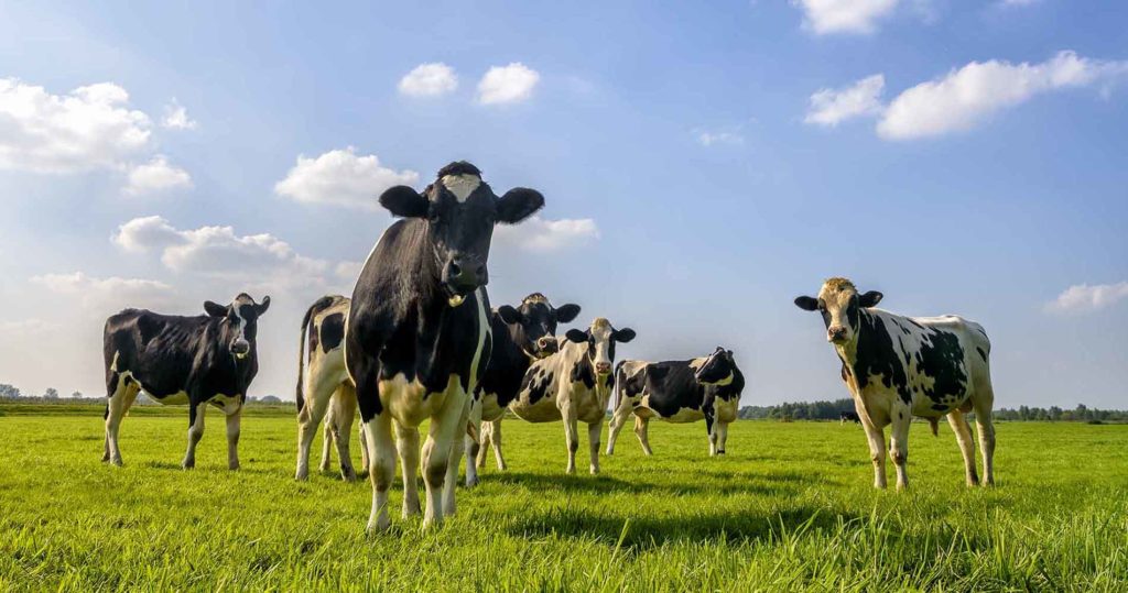 Dairy cows in a lush green field.