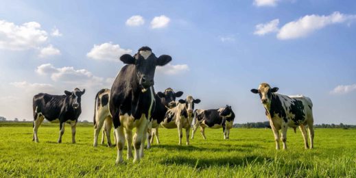 Dairy cows in a lush green field.