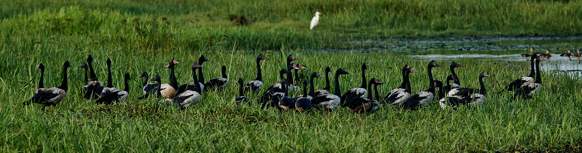 Image of magpie geese