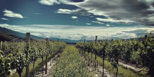 cellardoor-landscape-image2