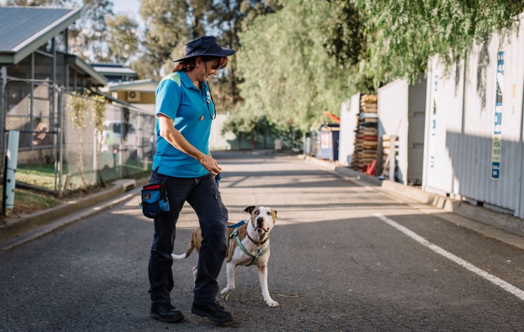 Pet rescue worker walking with a dog