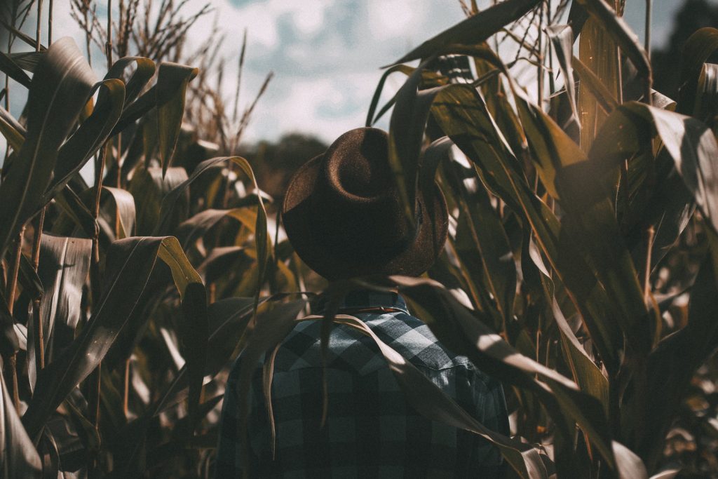 Male walking through a green field