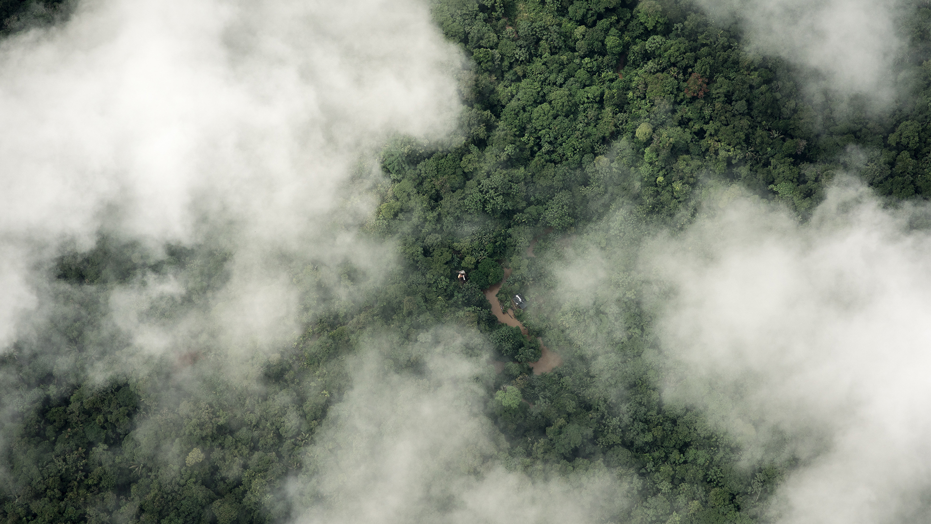 An aerial view of a forest