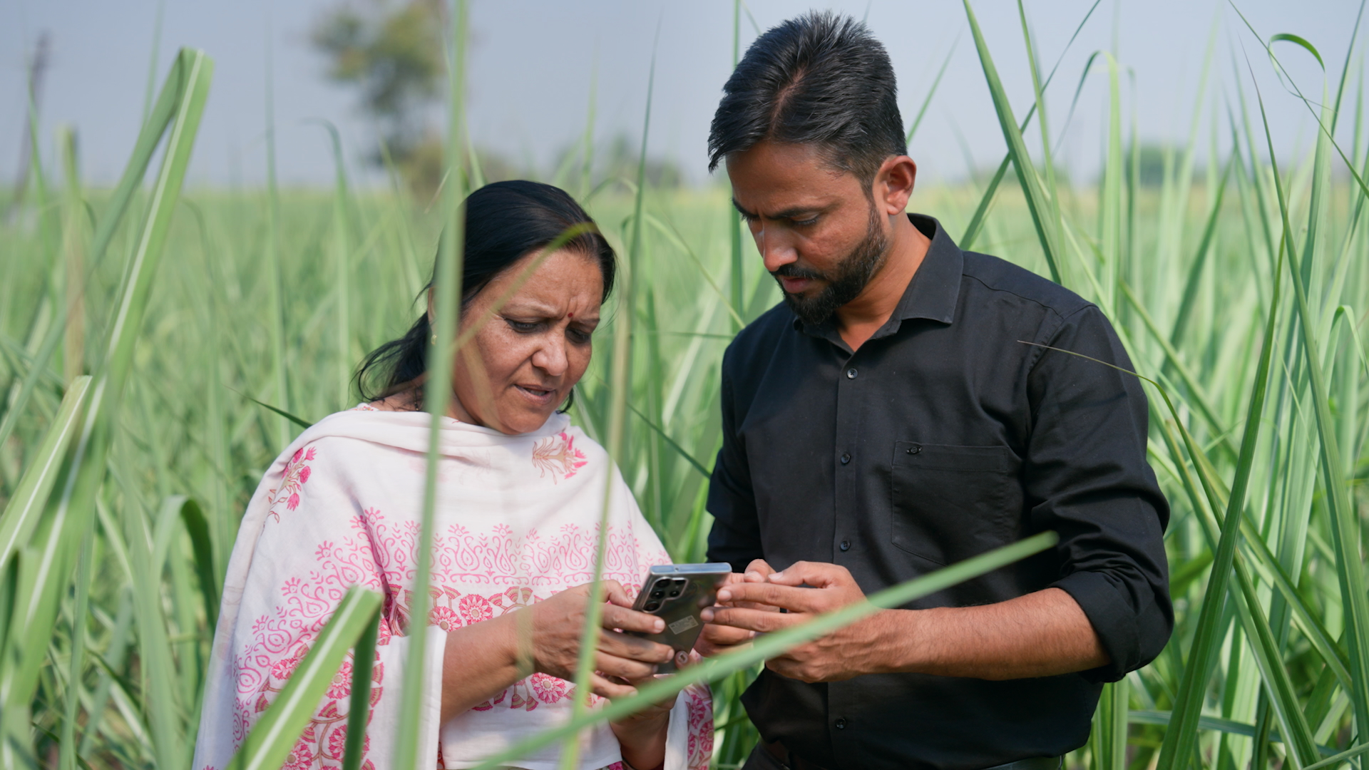 a woman and a man looking at a phone screen while standing in a sugarcane field