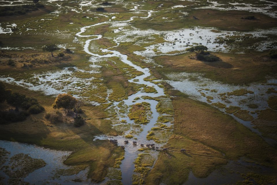 A group of elephants in the Okavango Delta wades through water that floods the delta annually flowing down from the Angolan Highlands. There is a massive population of relatively safe African elephants in the delta with numbers anywhere from 250-700k. Because of Botswanas agressive anti-poaching laws, much of the deltas wildlife is kept safe. Shot on assignment for National Geographic Magazine, story MM8414 Okavango source story profiling the source of the Okavango's water in the Angolan highlands. The team, lead by Steven Boyes PhD traveled over 1,000 miles by Mekoro doing a mega transect of the Okavango's source and it's ultimate outlet in the delta.