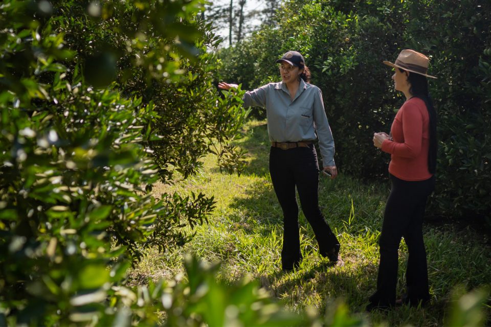 From orange farmer in Brazil to juice maker in Germany, making sustainability a winning game