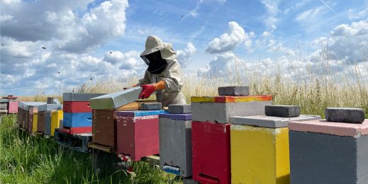 A woman in protective gear opens a bee hive