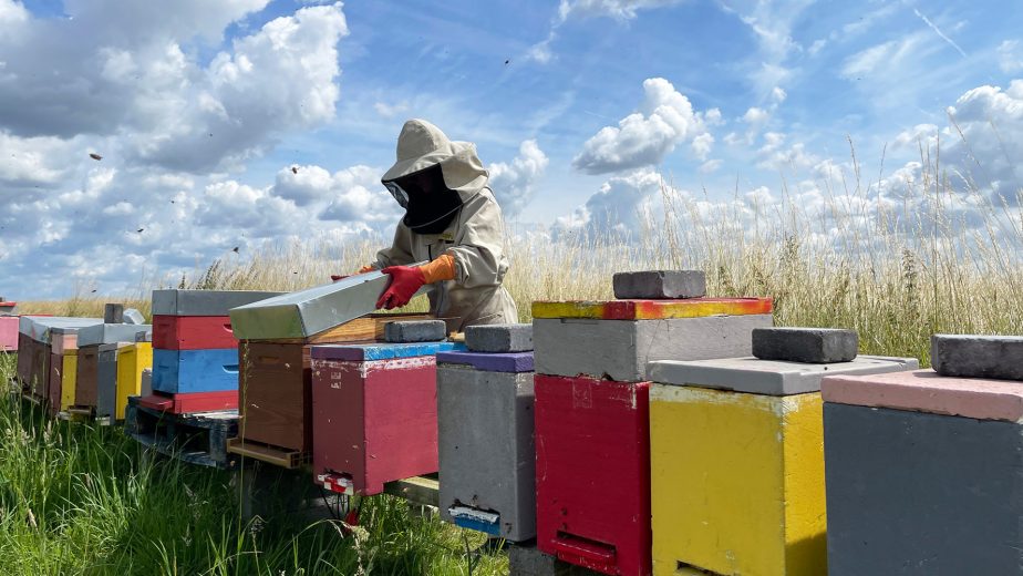 A woman in protective gear opens a bee hive